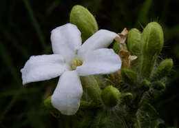 Image of Texas bullnettle