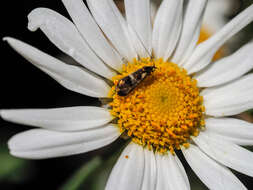 Image of Nemophora topazias Meyrick 1892