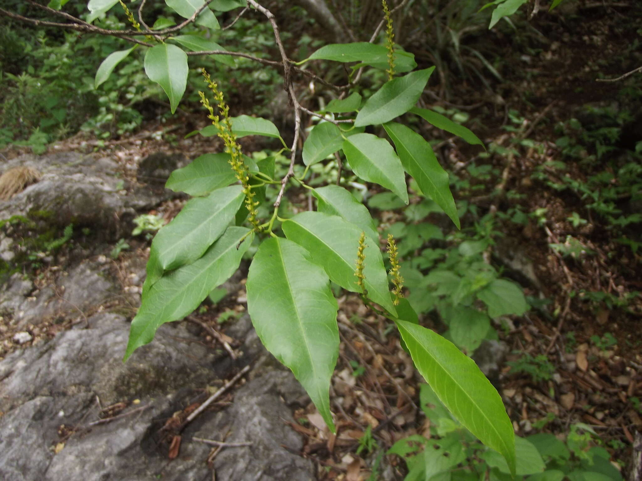 Image de Pois sauteurs