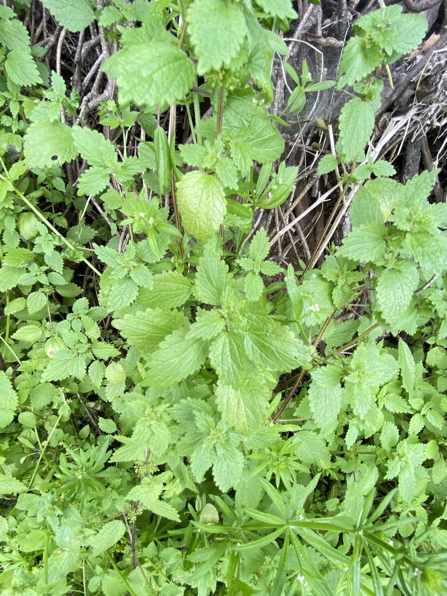 Image of stingingnettle