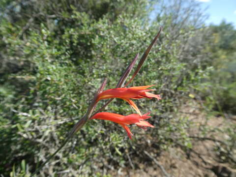 Слика од Gladiolus vandermerwei (L. Bolus) Goldblatt & M. P. de Vos