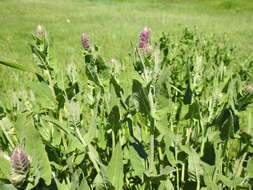 Imagem de Salvia nemorosa subsp. pseudosylvestris (Stapf) Bornm.