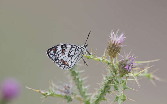 Image of Melanargia ines Hoffmannsegg 1804