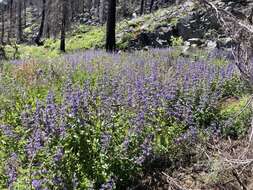 Image of Siskiyou beardtongue