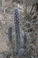 Image of Pachycereus hollianus (F. A. C. Weber) Buxb.