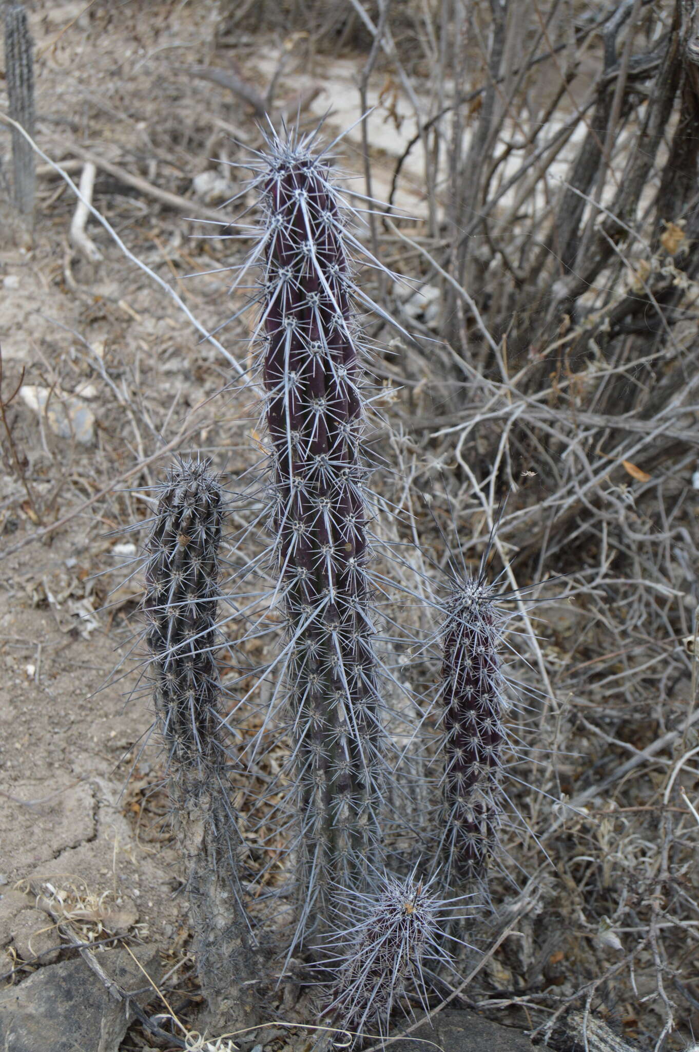 Image of Pachycereus hollianus (F. A. C. Weber) Buxb.