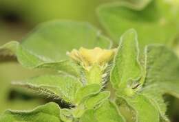 Image of Physalis ampla Waterf.