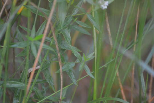 صورة Pycnanthemum verticillatum var. verticillatum