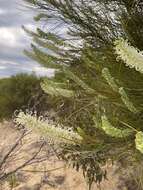 Image of Grevillea pterosperma F. Müll.