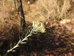 Image of Straw everlasting