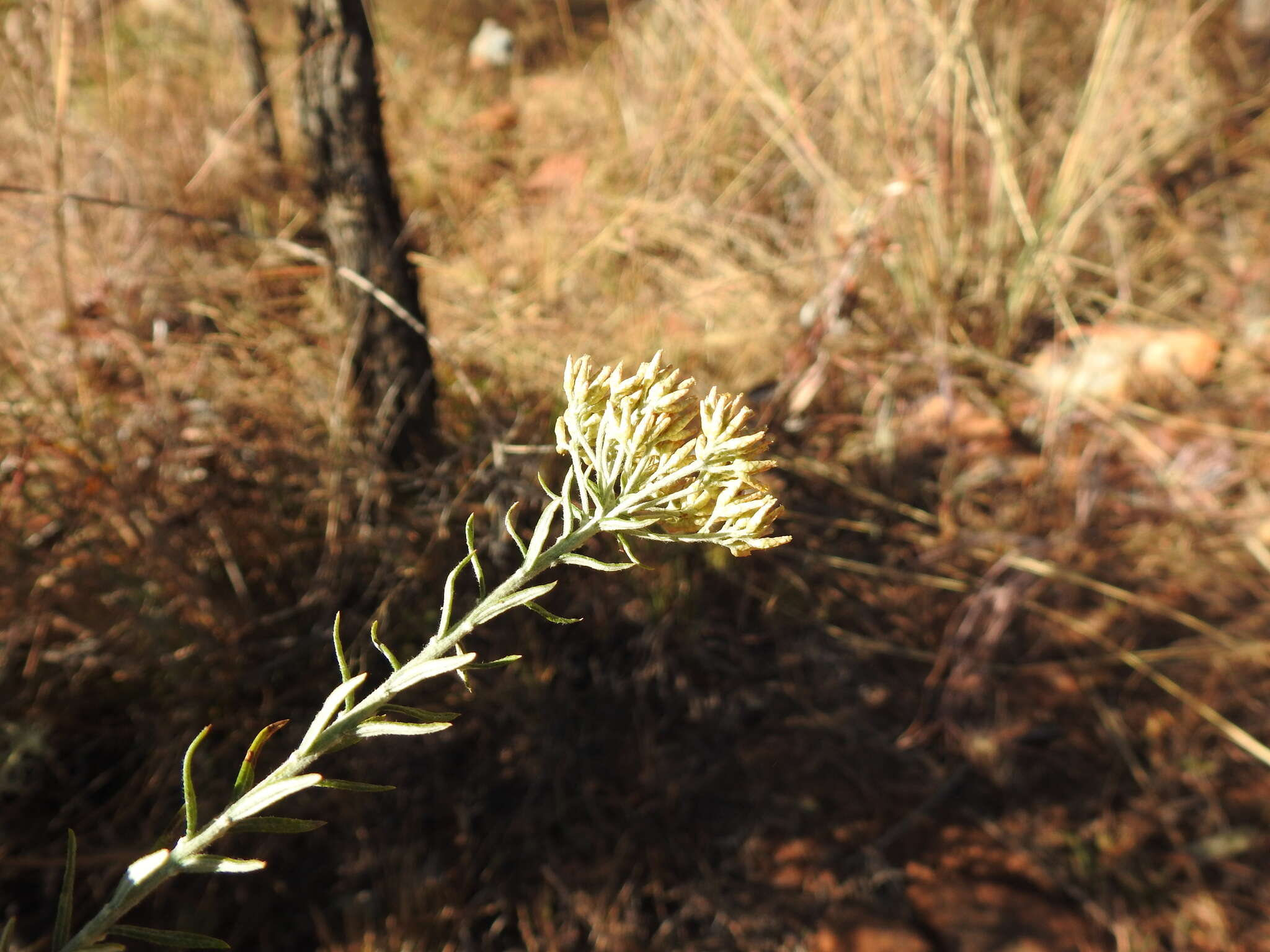 Image of Curry bush