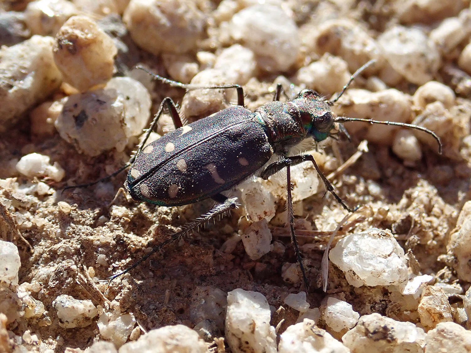 Plancia ëd Cicindela (Cicindela) oregona oregona Le Conte 1856