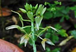 Image of Malaxis lepanthiflora (Schltr.) Ames