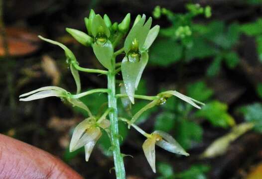 Image of Malaxis lepanthiflora (Schltr.) Ames