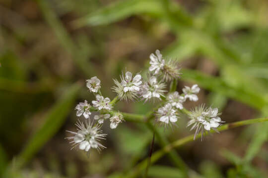 Imagem de Torilis leptophylla (L.) Rchb. fil.