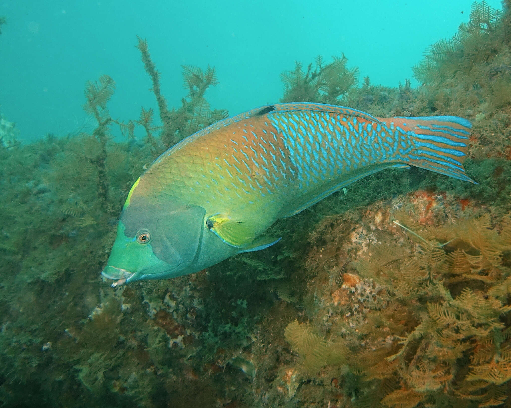 Image of Blue and yellow wrasse