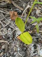 Image of Platanthera chorisiana var. elata Finet