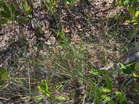 Imagem de Panicum ibitense A. Camus