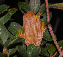 Image of Loquacious Treefrog