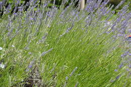 Image of English Lavendar