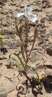 Image of Moraea serpentina Baker