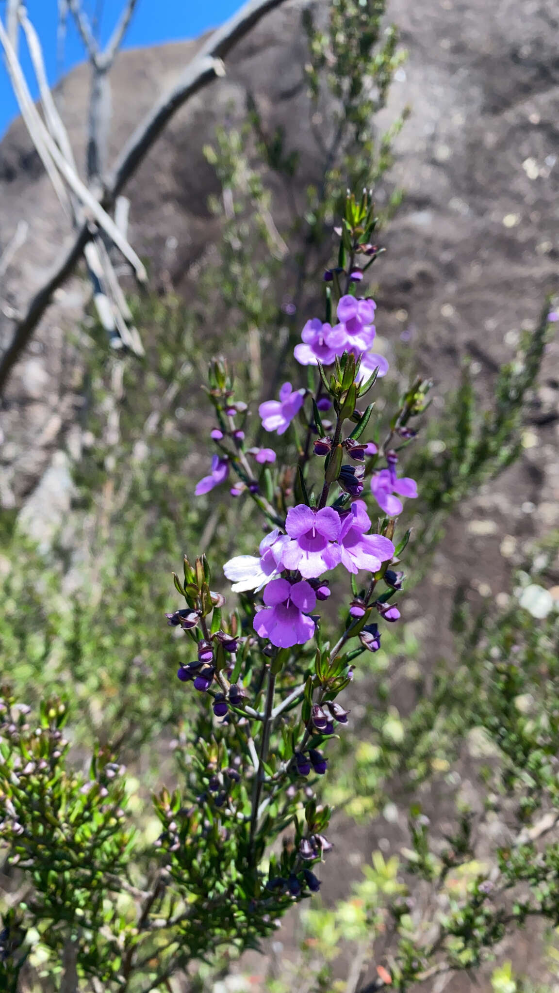 Image of Prostanthera scutellarioides (R. Br.) Druce