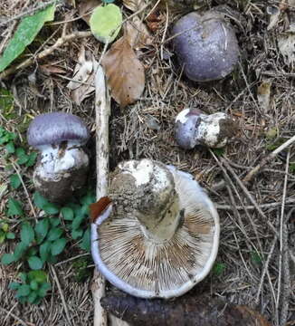 Image of Cortinarius cumatilis Fr. 1838