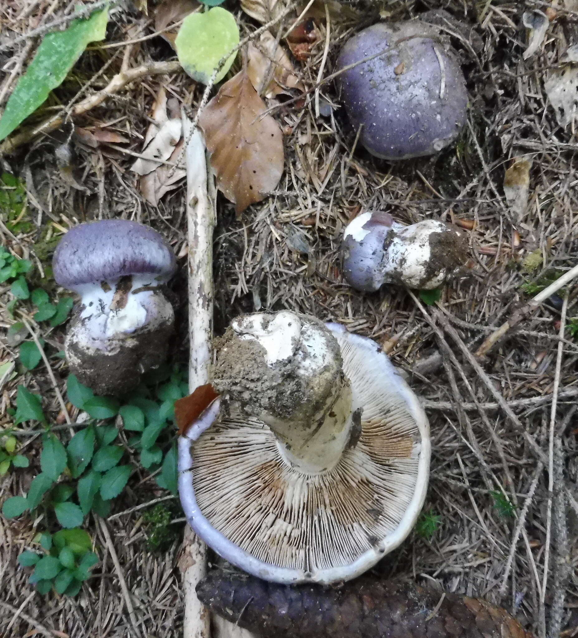 Слика од Cortinarius cumatilis Fr. 1838