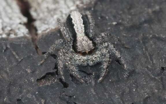 Image of Platycryptus californicus (Peckham & Peckham 1888)