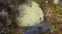 Image of Cladonia confusa R. Sant.