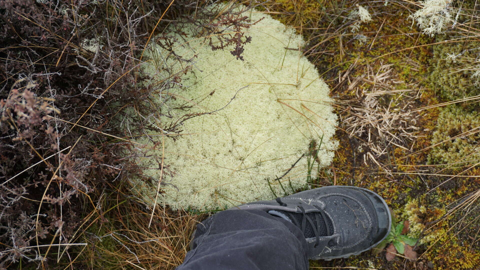 Image of Cladonia confusa R. Sant.