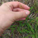 Image of Needle-Leaf Rosette Grass