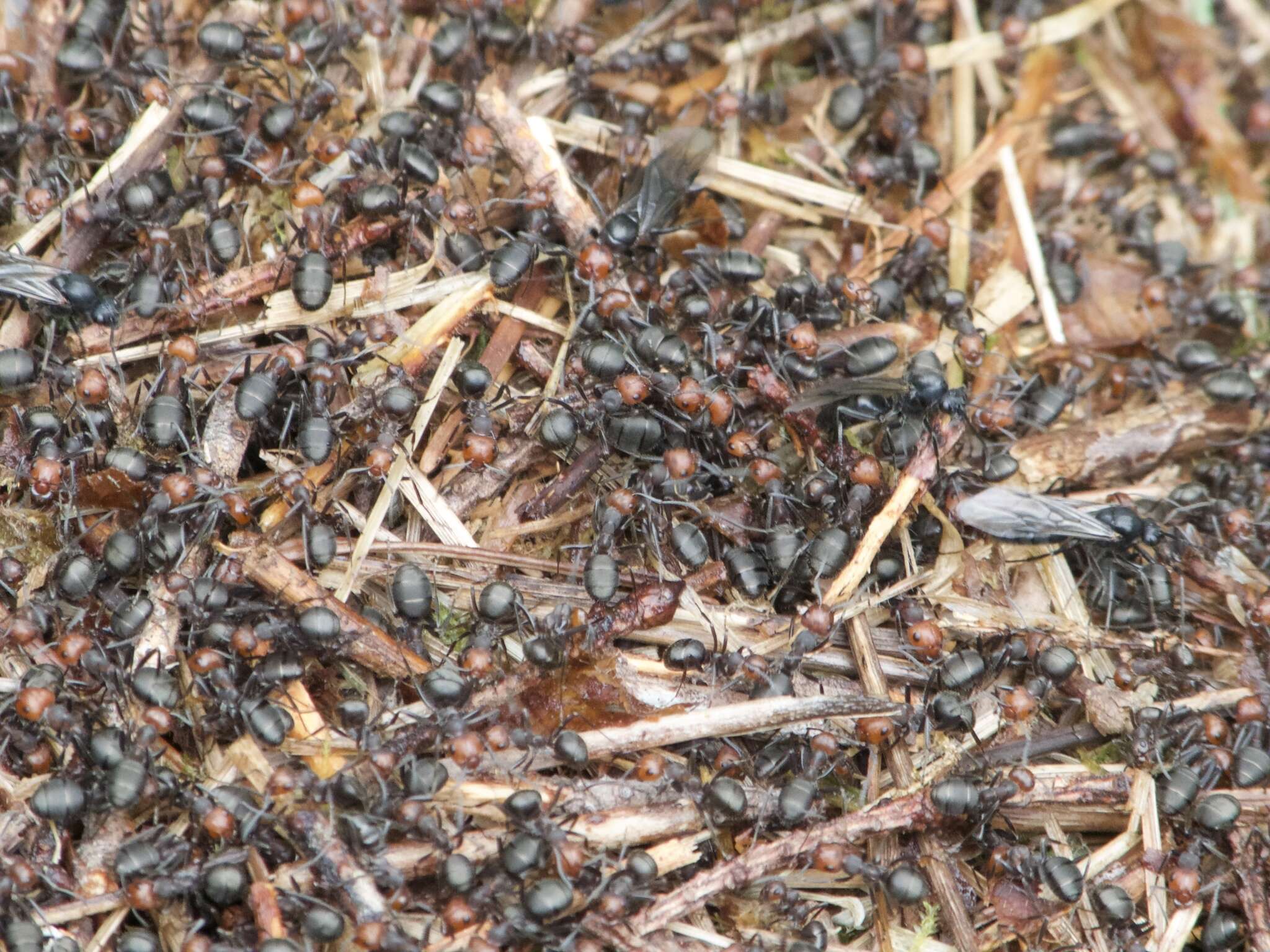 Image of Thatching ant