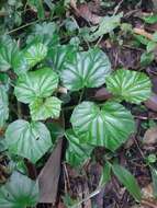 Image of morning-glory begonia