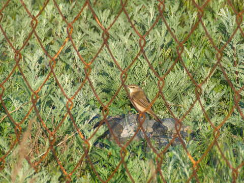 Image of Paddyfield Warbler