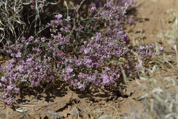 Image de Frankenia serpyllifolia Lindley