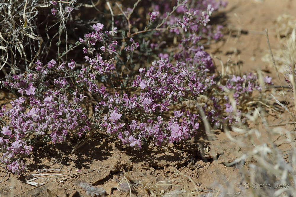 Image de Frankenia serpyllifolia Lindley