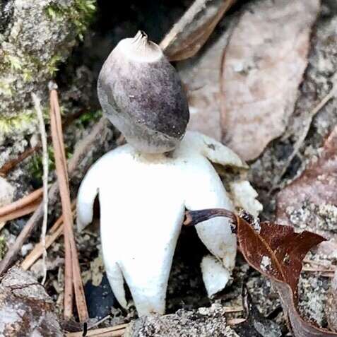 Image of Geastrum quadrifidum DC. ex Pers. 1801