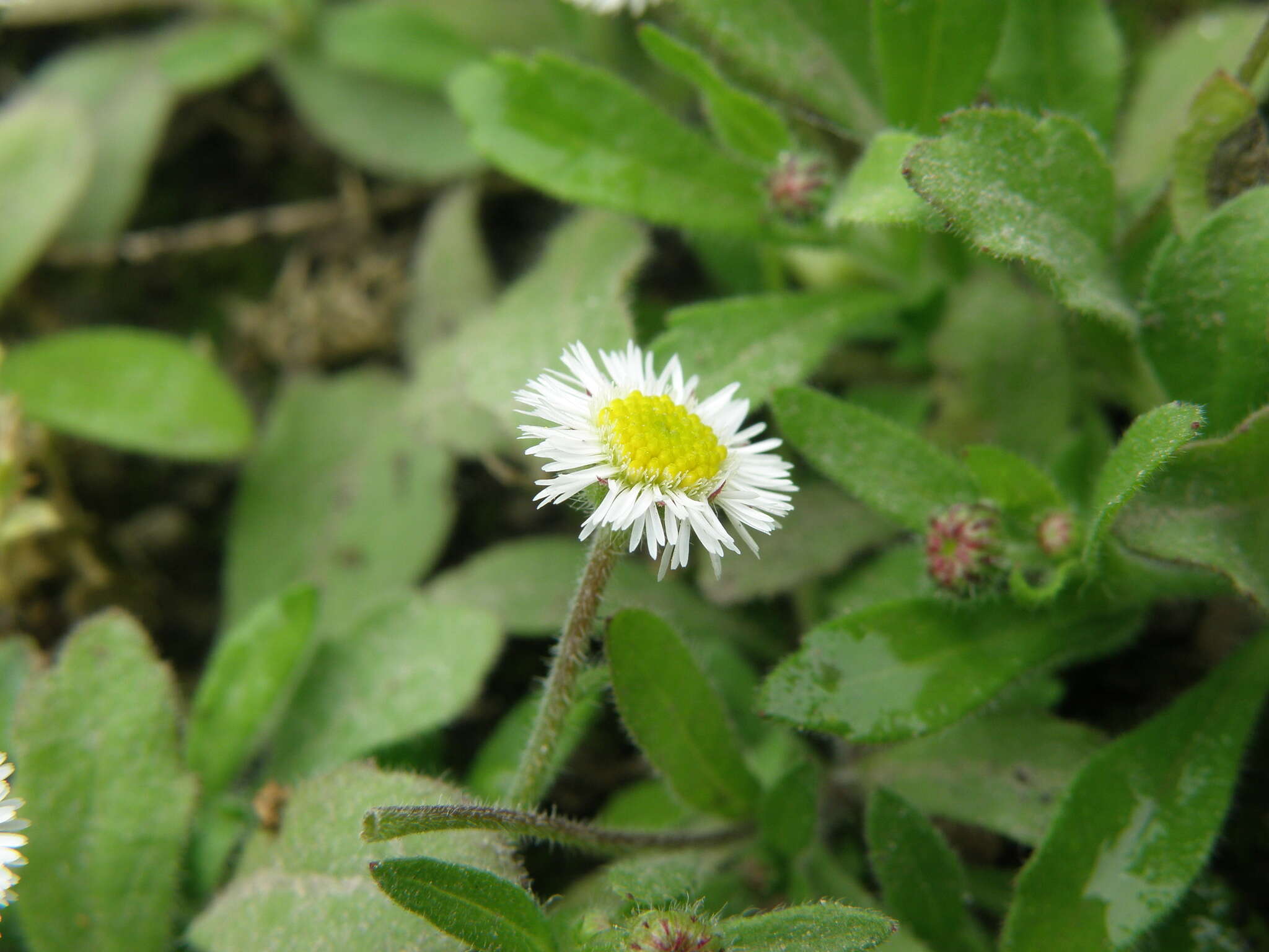 Image of Erigeron leptorhizon DC.