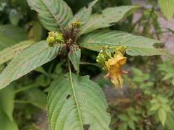 Image of Impatiens edgeworthii Hook. fil.