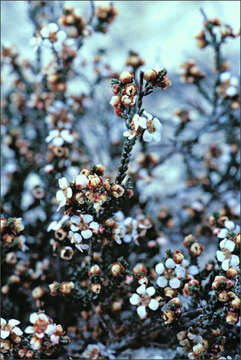 Sivun Rinzia ericaea (F. Muell. ex Benth.) Rye kuva