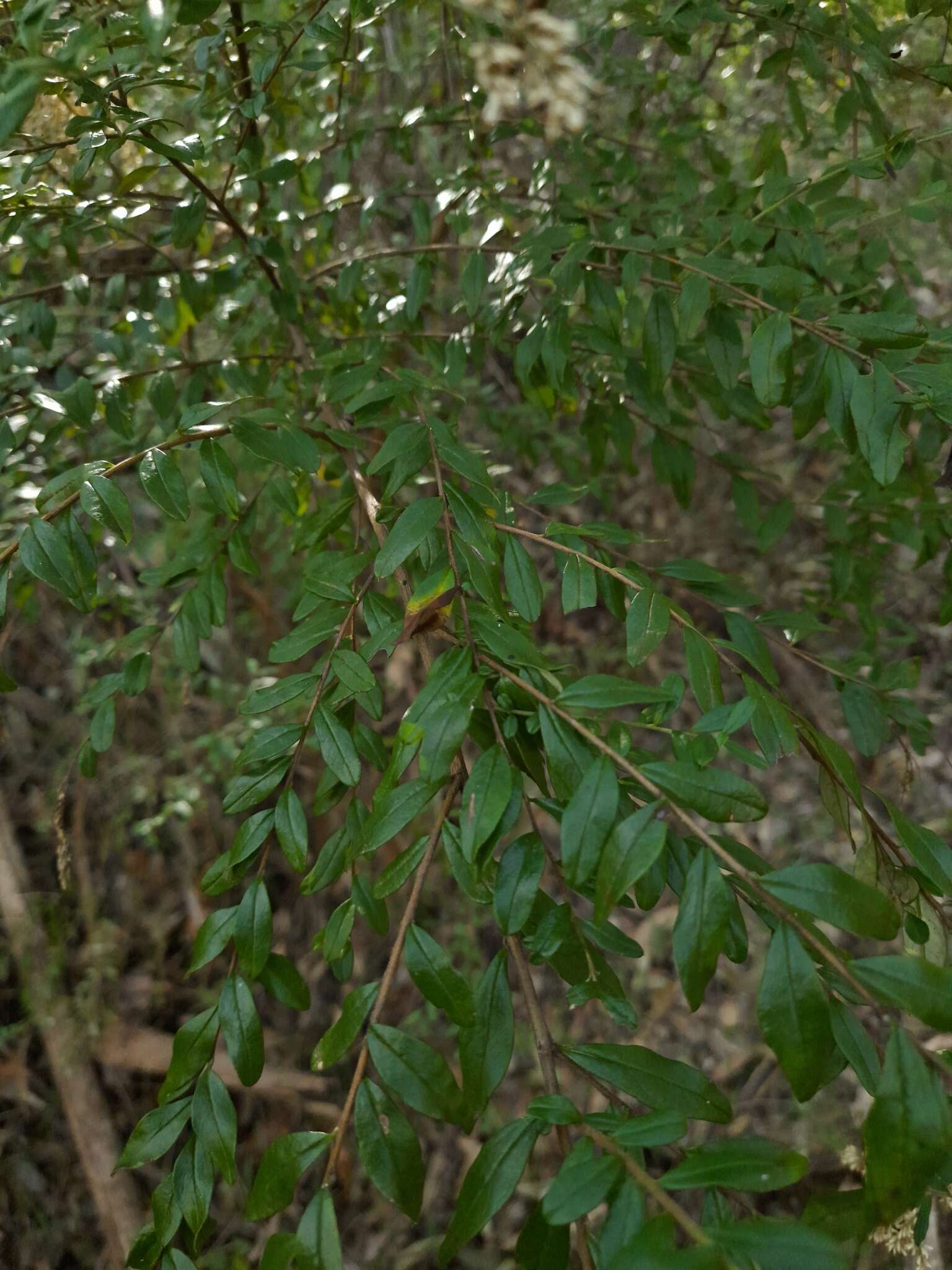 Plancia ëd Cassinia subtropica F. Müll.