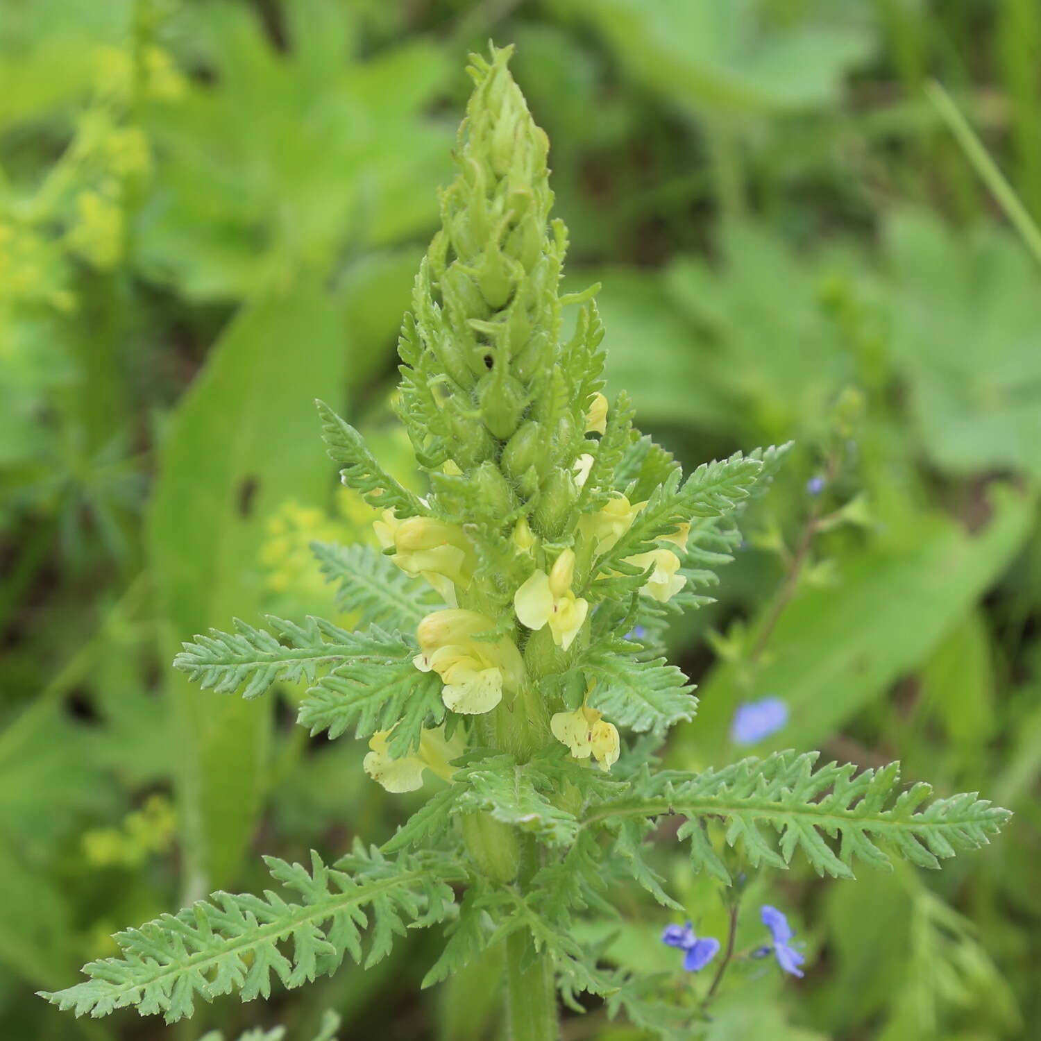 Image of Pedicularis kaufmannii Pinzger