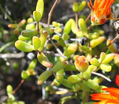 Imagem de Drosanthemum speciosum (Haw.) Schwant.