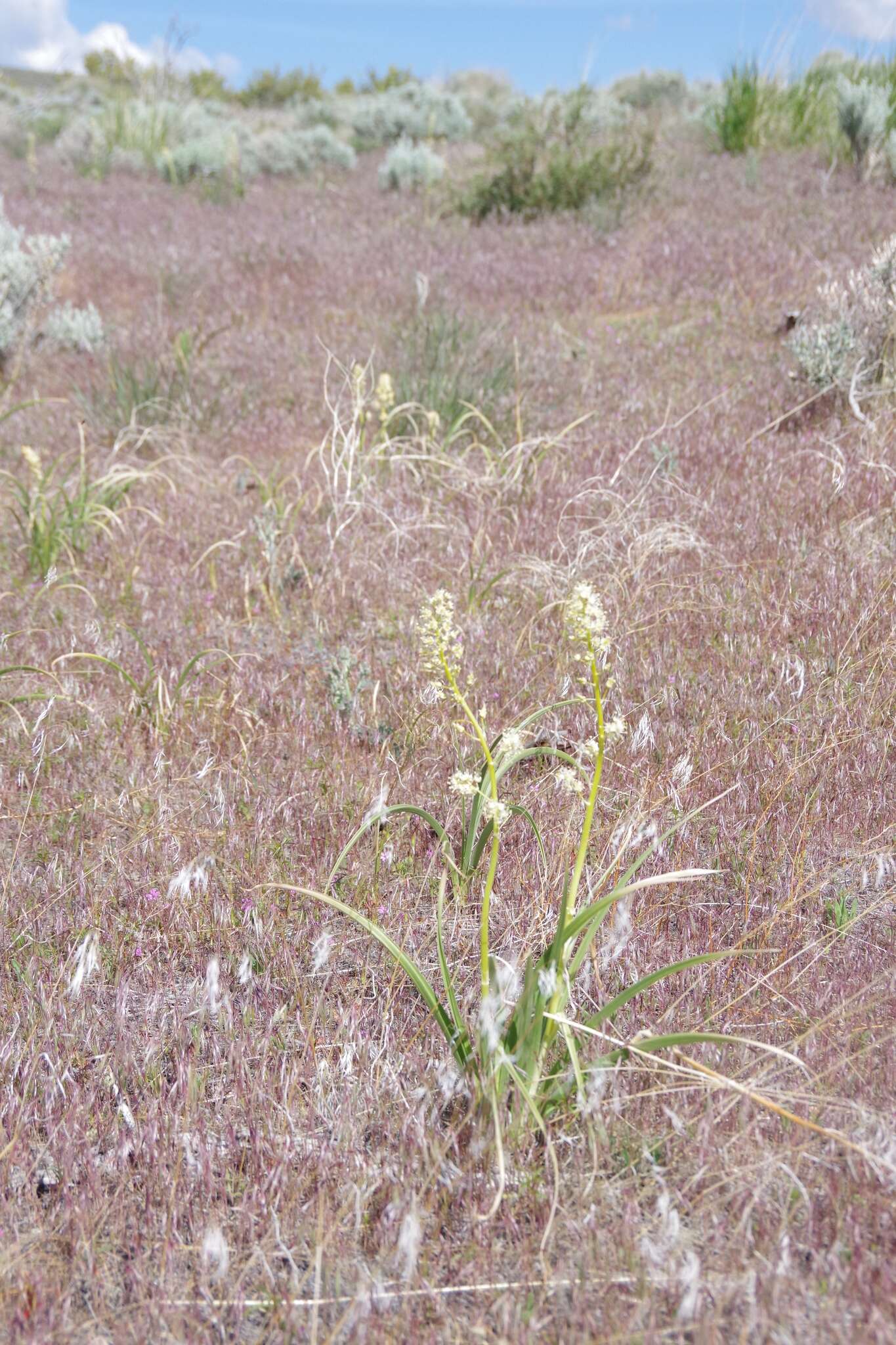 Image of foothill deathcamas