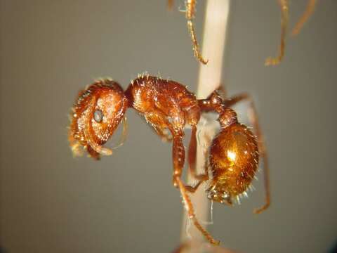 Image of Anza Desert Harvester