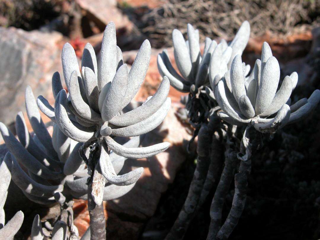 Image of cocoon-plant