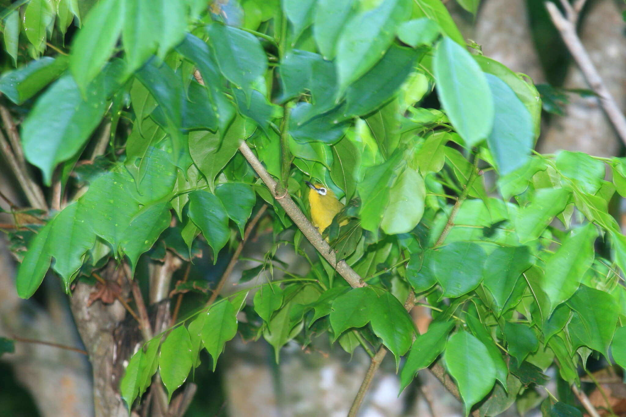 Image of Kirk's White-eye