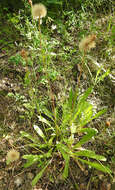 Слика од Leontodon hispidus subsp. hastilis (L.) Corb.