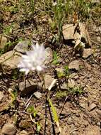 Image of Cuddy Mountain onion